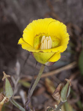 Image de Calochortus