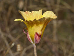 Image of yellow mariposa lily