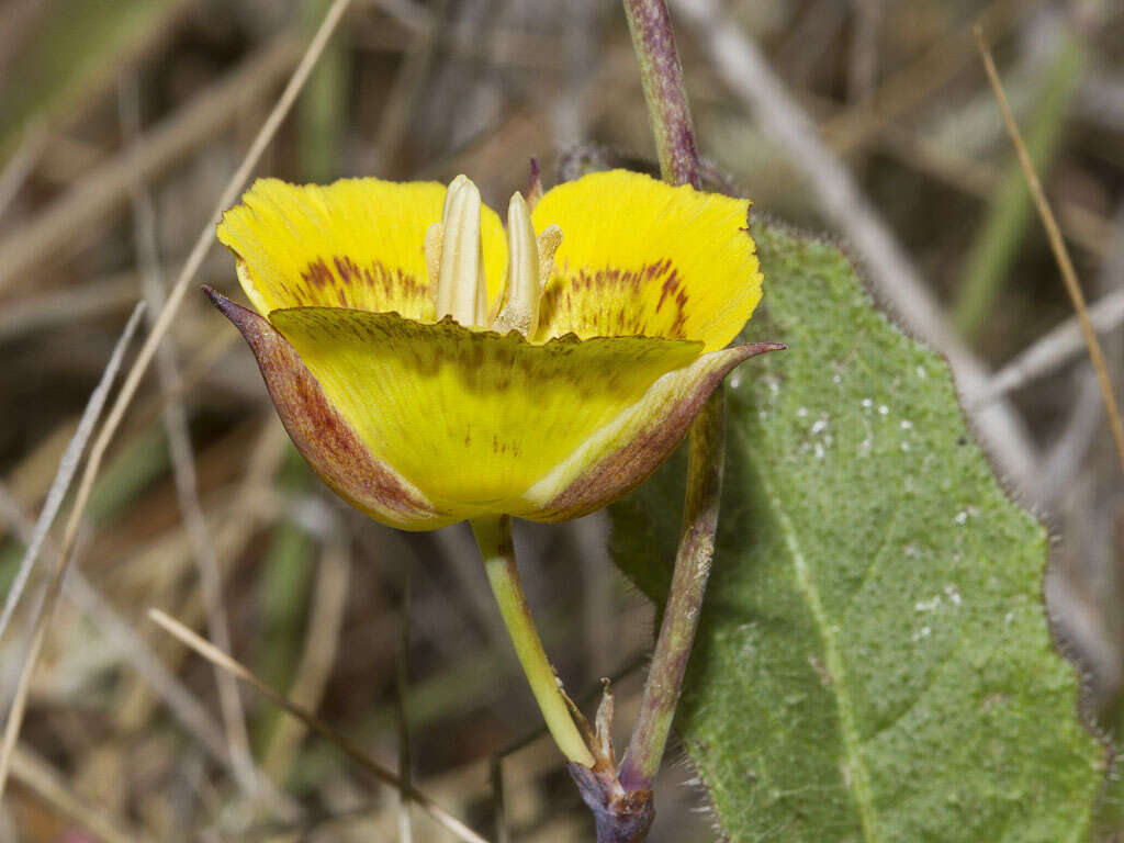 Image of yellow mariposa lily