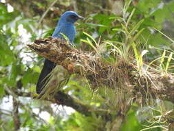 Image of Aphelocoma unicolor unicolor (Du Bus de Gisignies 1847)