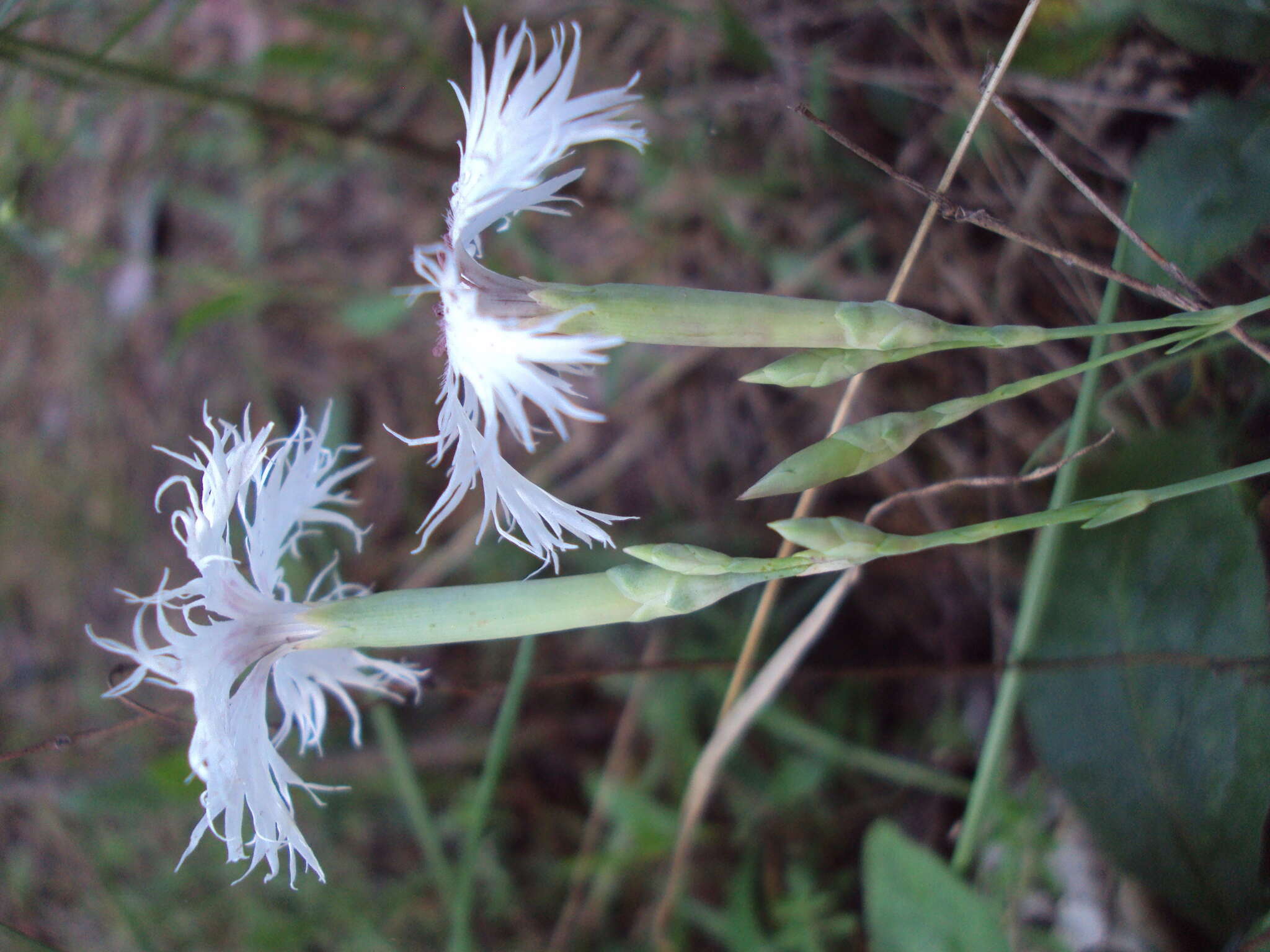 صورة Dianthus superbus subsp. stenocalyx (Trautv.) Kleopow