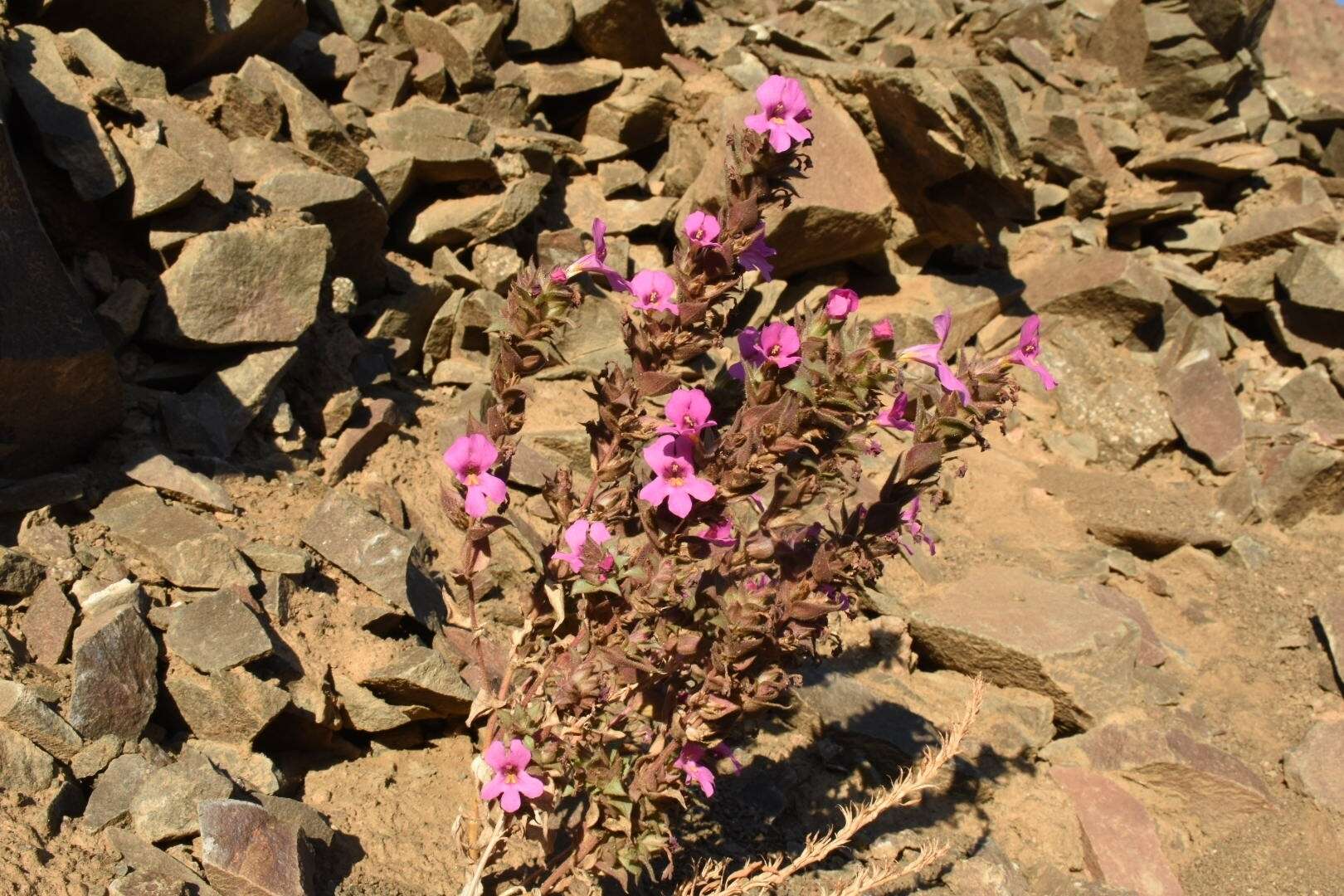 Diplacus cusickioides G. L. Nesom resmi