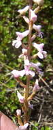 Disa aconitoides subsp. aconitoides resmi