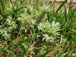 Image of Artemisia vulgaris var. kamtschatica