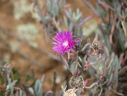 Image of Lampranthus stayneri (L. Bol.) N. E. Br.