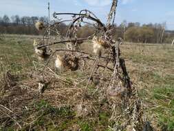 Слика од Cirsium decussatum Janka