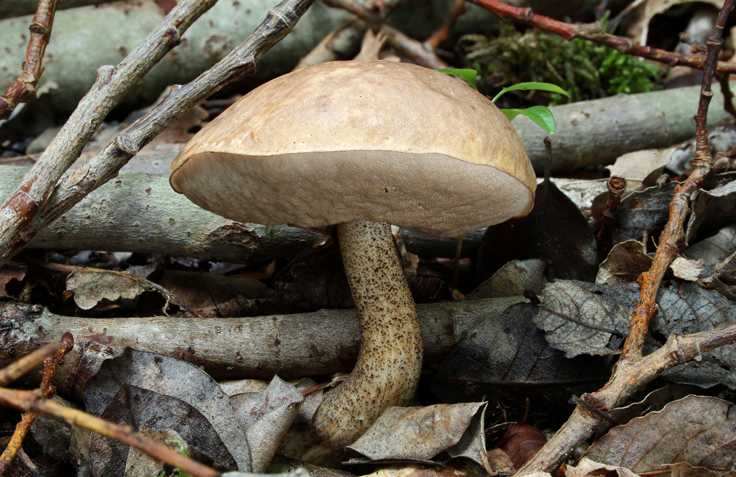 Image of Leccinum scabrum (Bull.) Gray 1821