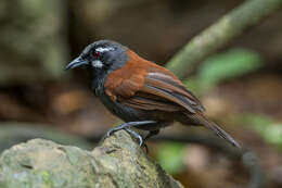 Stachyris nigricollis (Temminck 1836) resmi