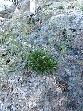 Image of Limonium sommierianum (Fiori) Arrigoni