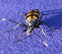 Image of Leptura quadrifasciata Linné 1758