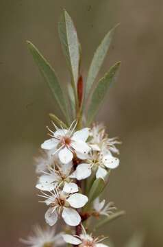 Imagem de Prunus pumila var. besseyi (Bailey) Gleason