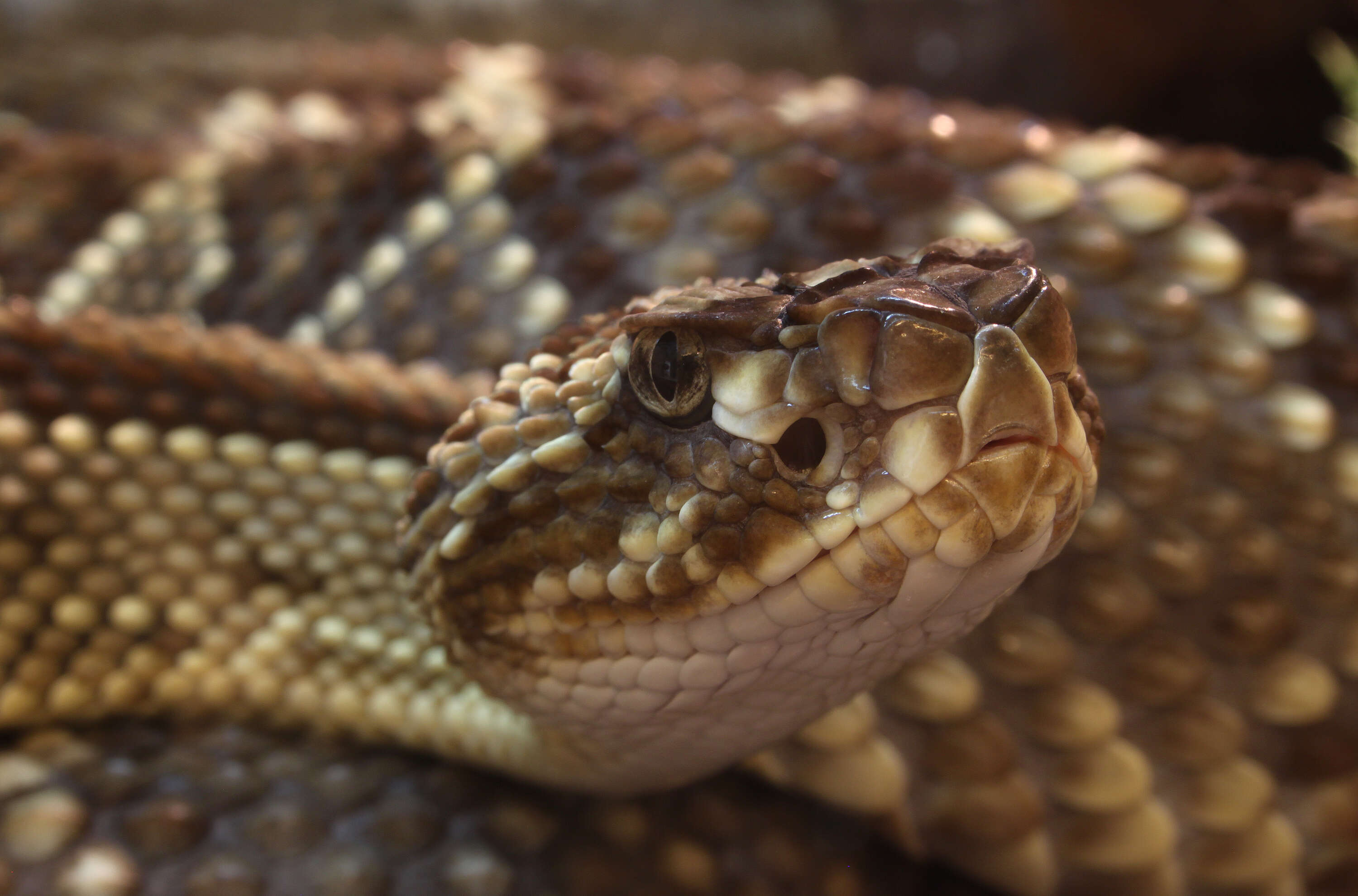 صورة Crotalus durissus Linnaeus 1758