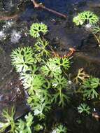 Image of yellow water buttercup