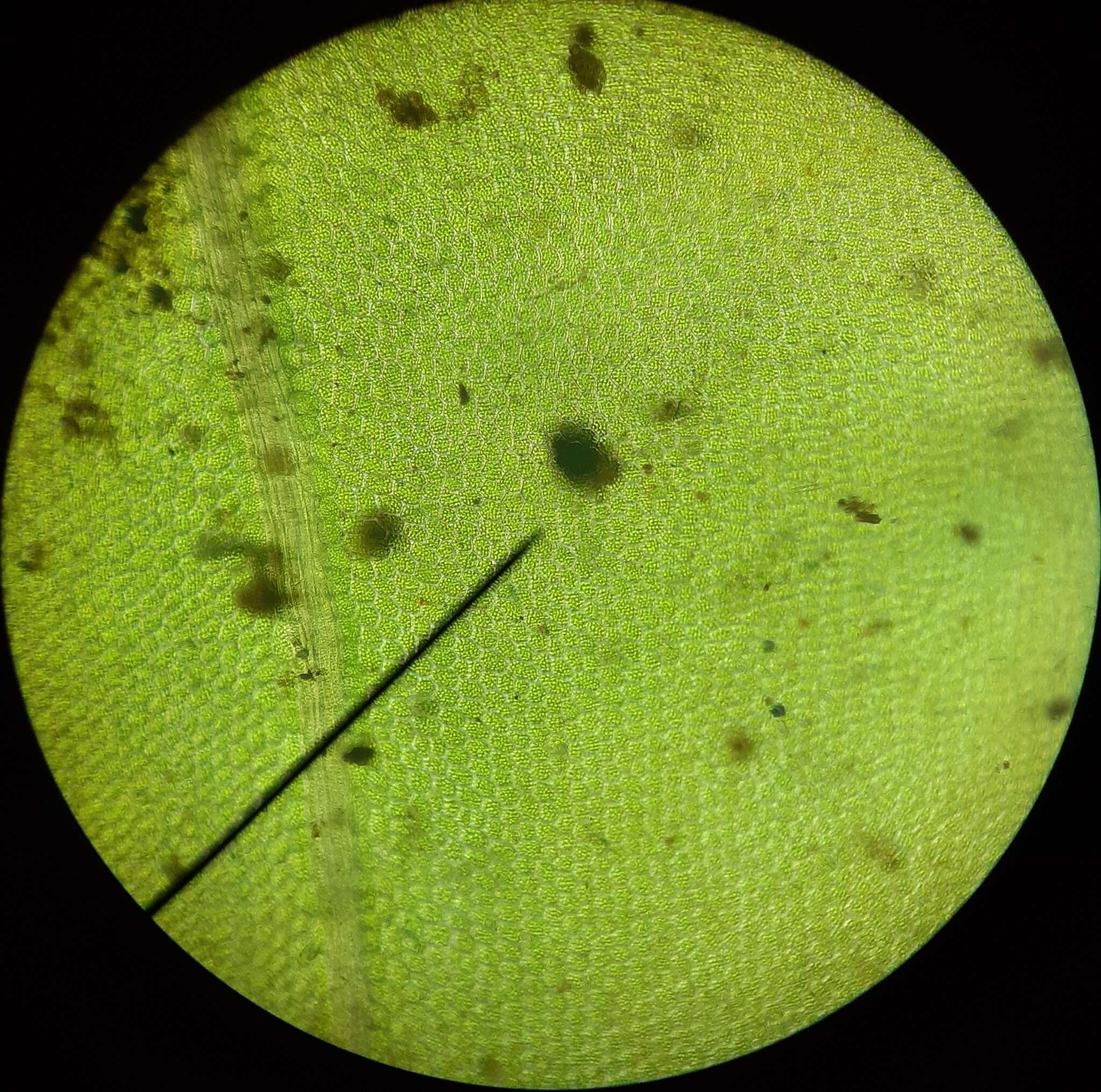 Image of plagiomnium moss