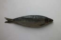 Image of Atlantic Herring