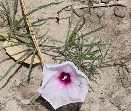 Слика од Ipomoea bolusiana Schinz