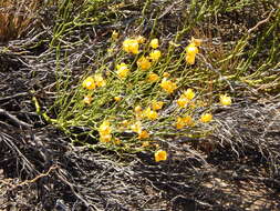 Senna pachyrrhiza var. pachyrrhiza resmi