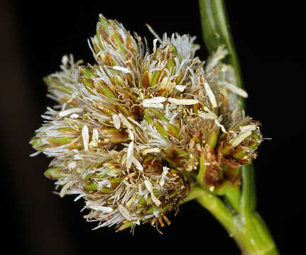 Image of Meadow's Cotton-Grass