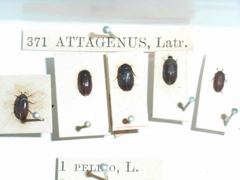 Image of Fur beetle