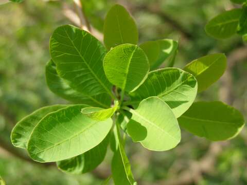 Image of European smoketree