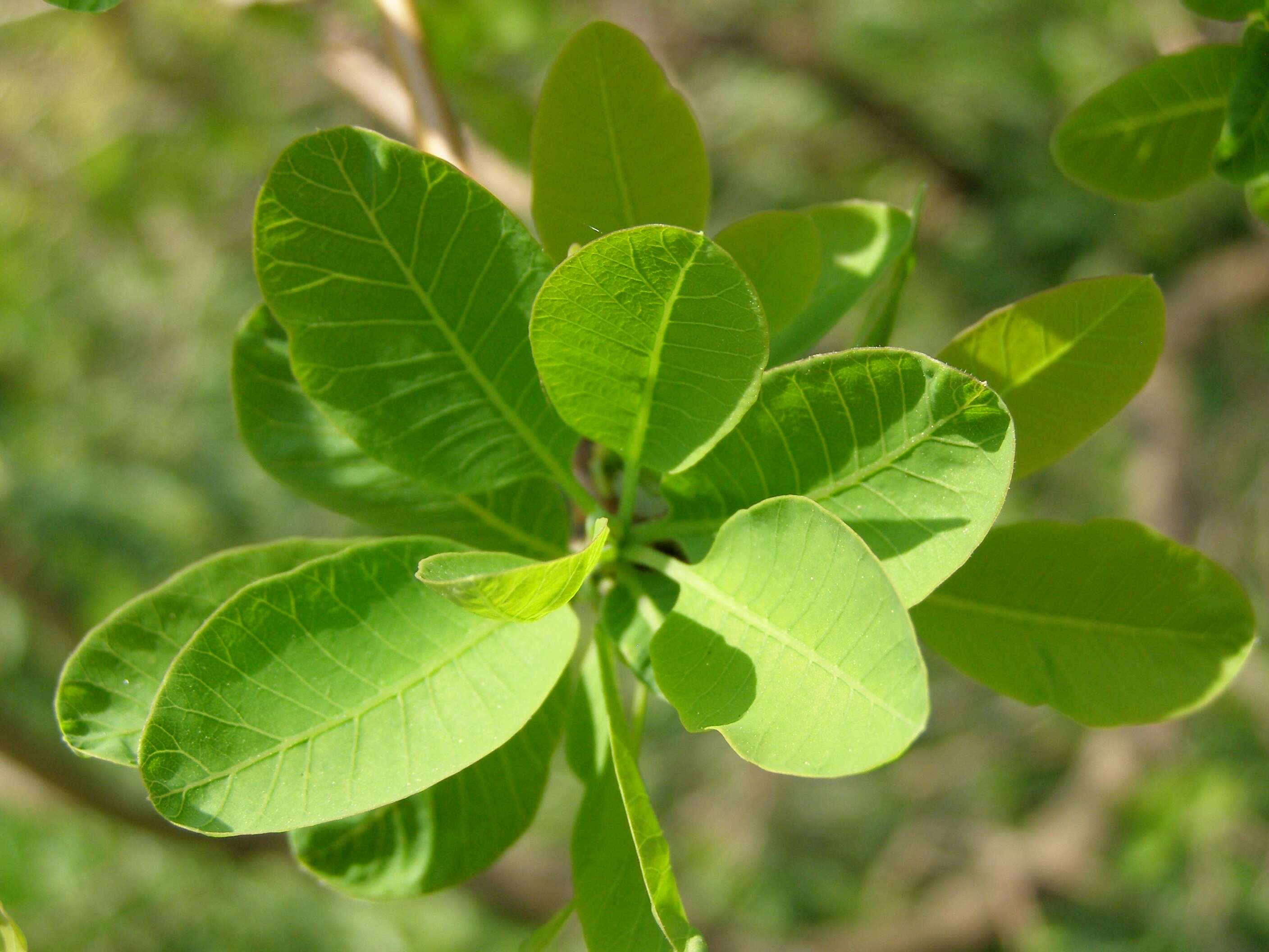 Image of European smoketree