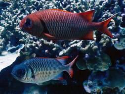 Image of Australian Squirrel-fish