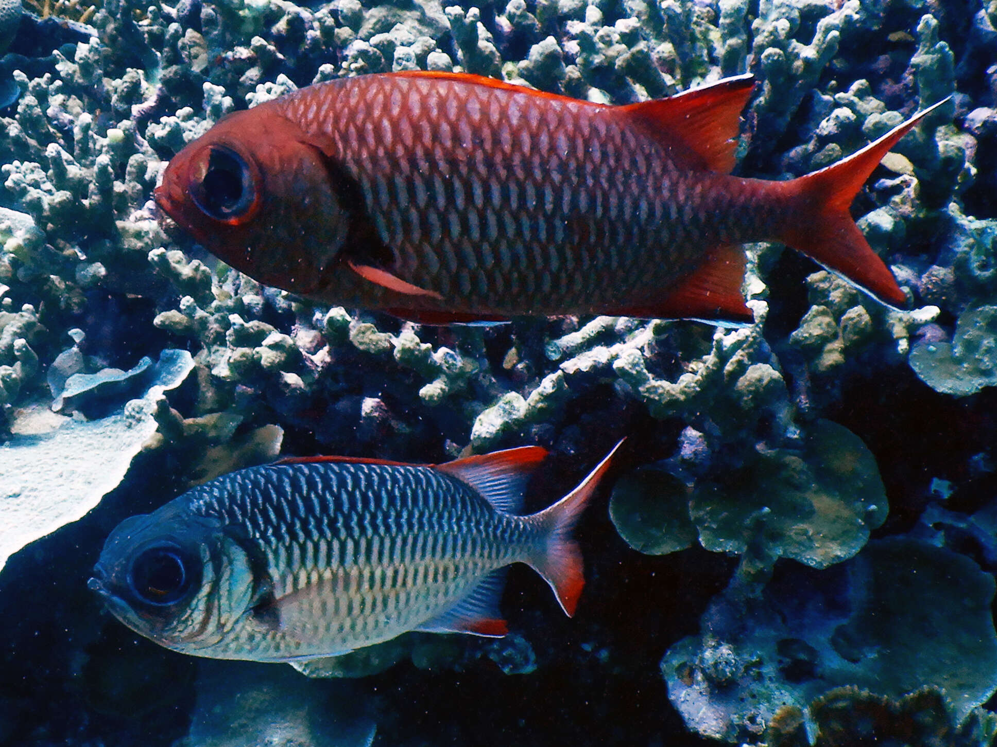 Image of Australian Squirrel-fish