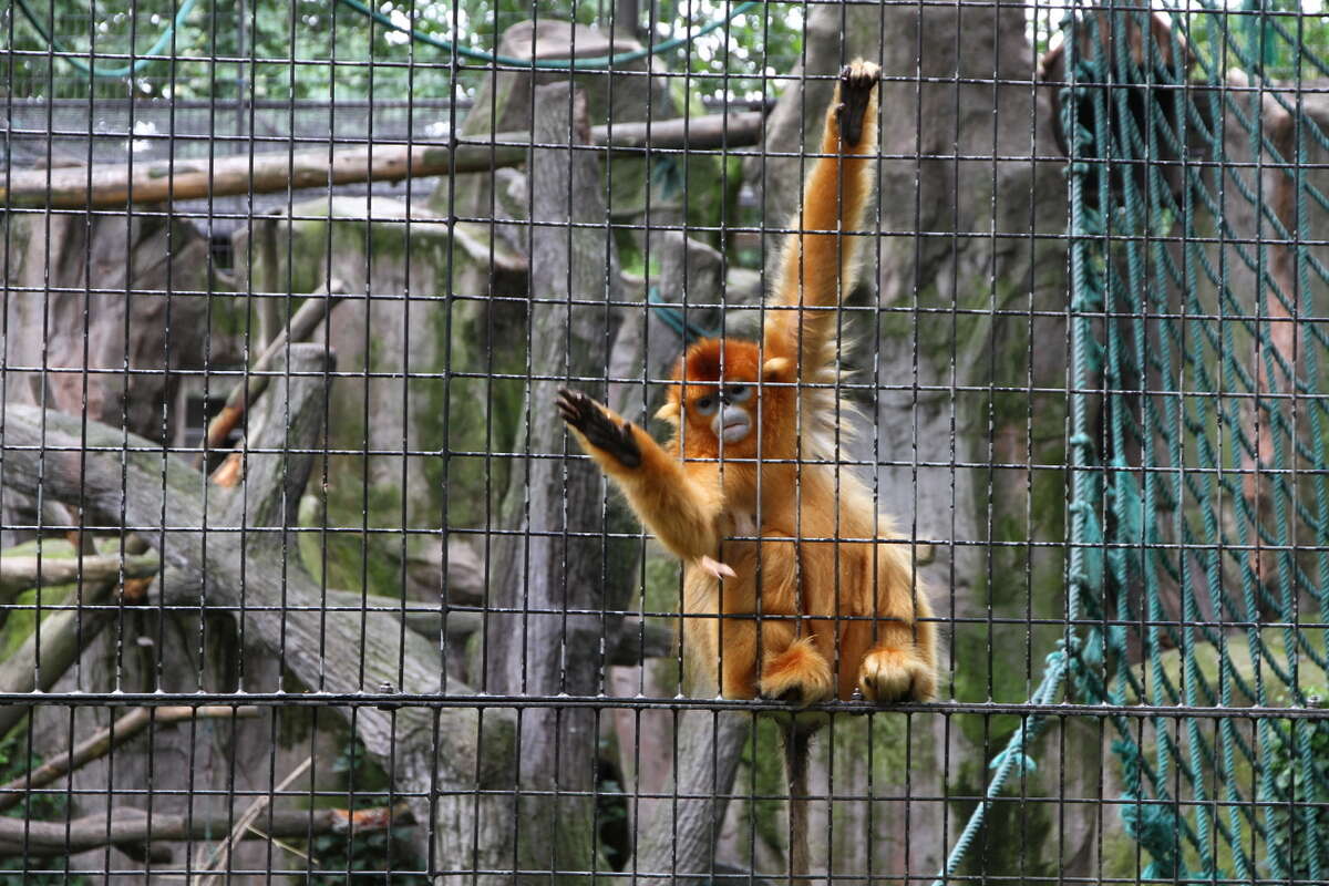 Image of Golden Snub-nosed Monkey