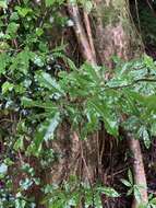 Image of Common forest ochna