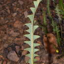 Image of Prostrate Banksia