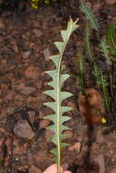 Image of Prostrate Banksia