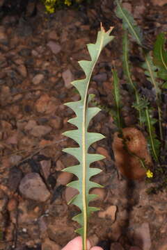 Imagem de Banksia gardneri A. S. George