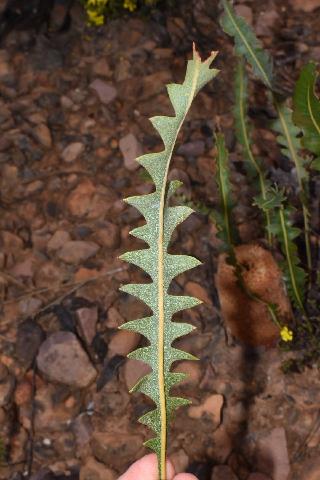 Imagem de Banksia gardneri A. S. George