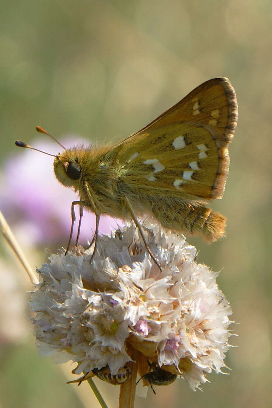 Image of Common Branded Skipper