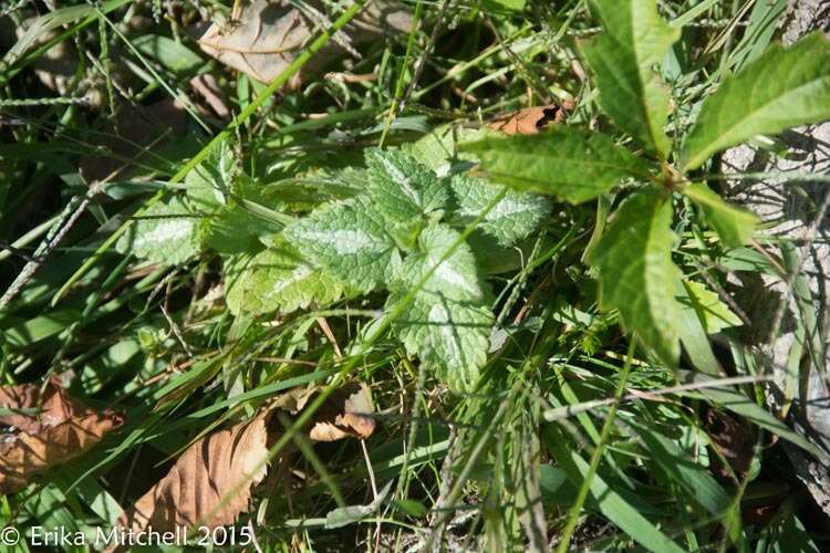 Image of spotted dead-nettle