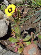 Image of Tuberaria