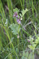 Image of bush vetch