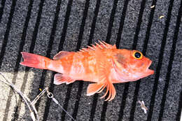 Image of Bigeye ocean perch