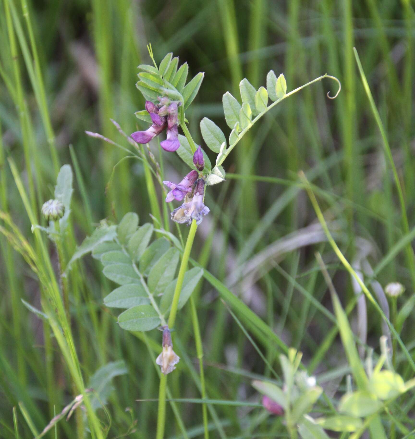 Image of bush vetch