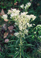 Image of tall thoroughwort