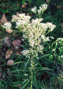 Image of tall thoroughwort