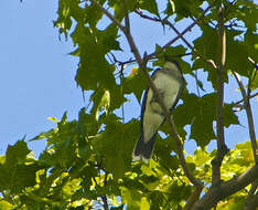 Image of Eastern Kingbird