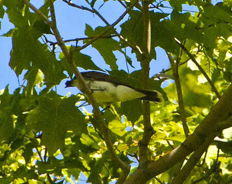 Image of Eastern Kingbird