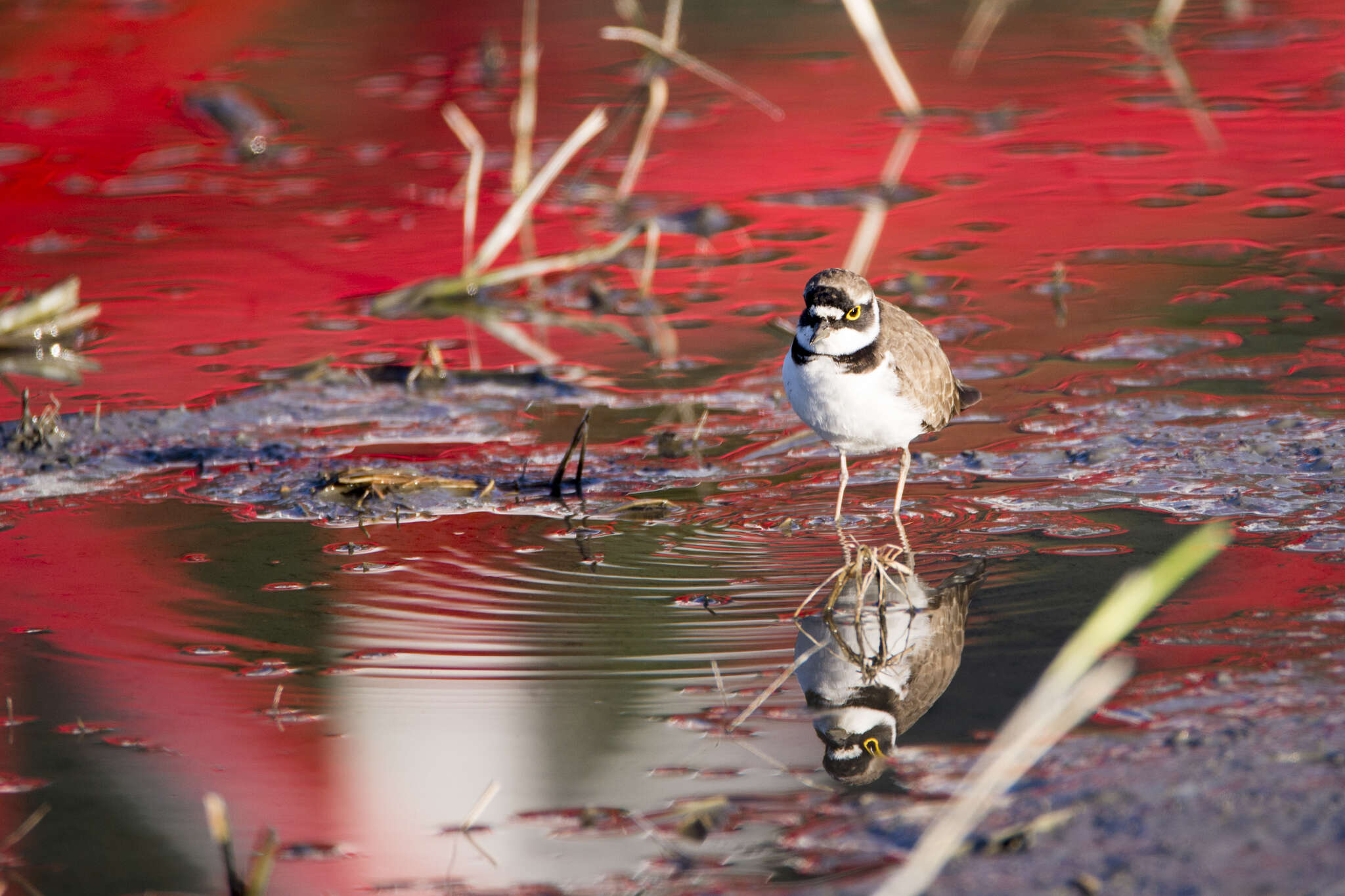 Image de Charadrius dubius curonicus Gmelin & JF 1789