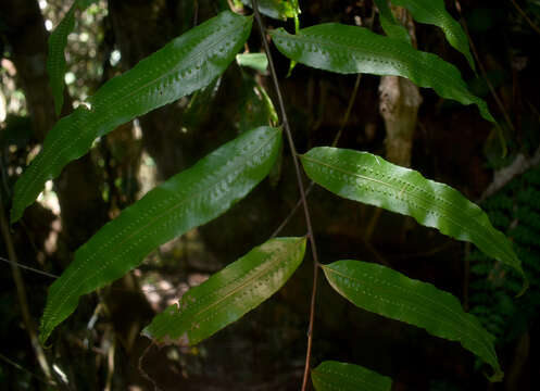 Goniophlebium percussum (Cav.) Wagner & Grether的圖片