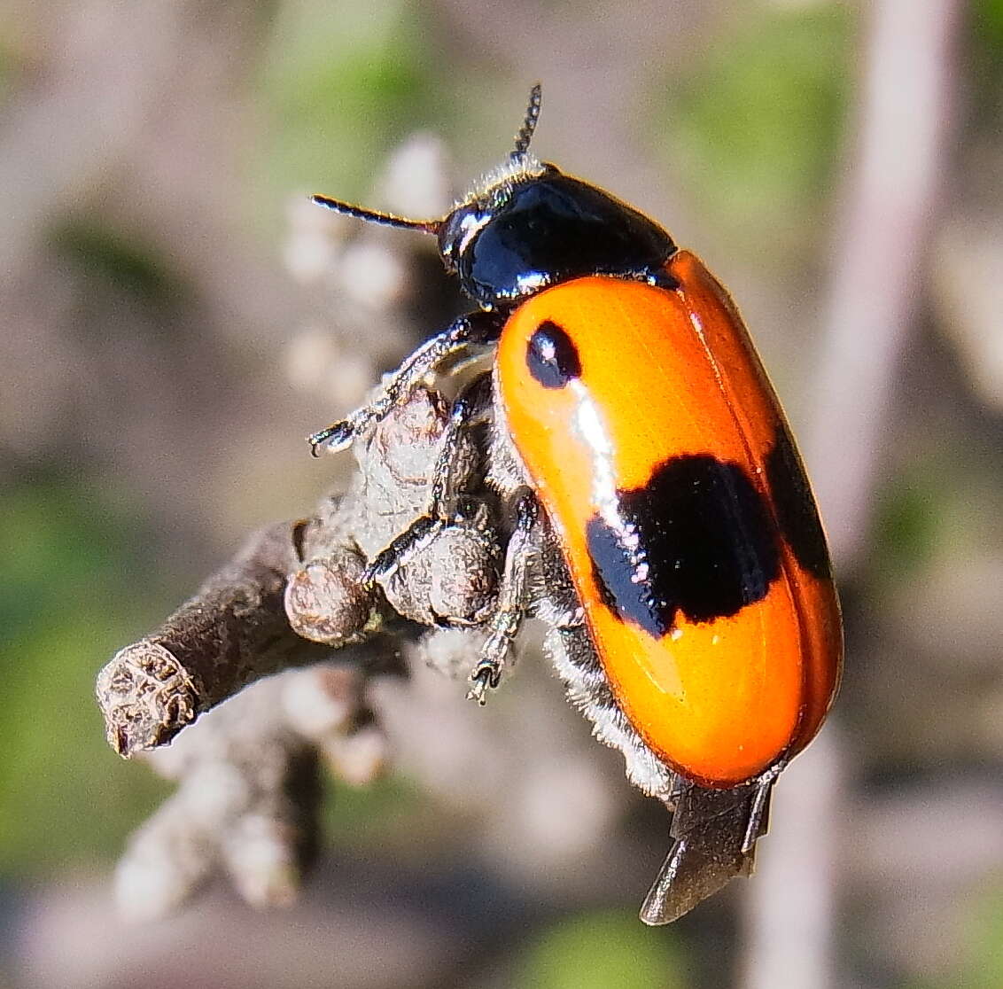 Image of Clytra laeviuscula