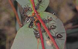Image of Eurymeloides bicincta Erichson 1842