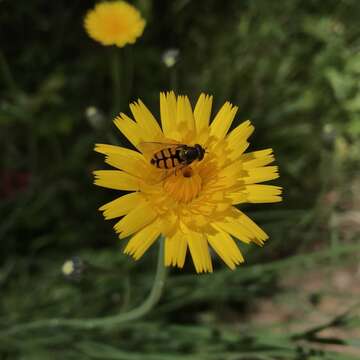 Image of Syrphus octomaculatus Walker 1836