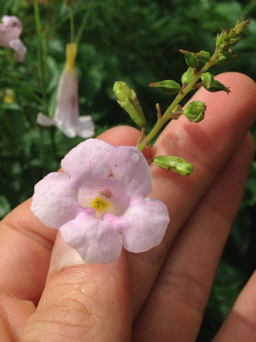 Plancia ëd Incarvillea diffusa Royle