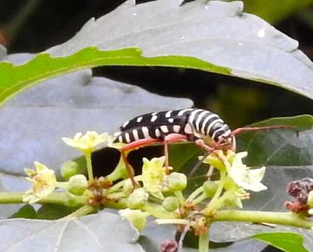 Image of Kiawe round headed borer